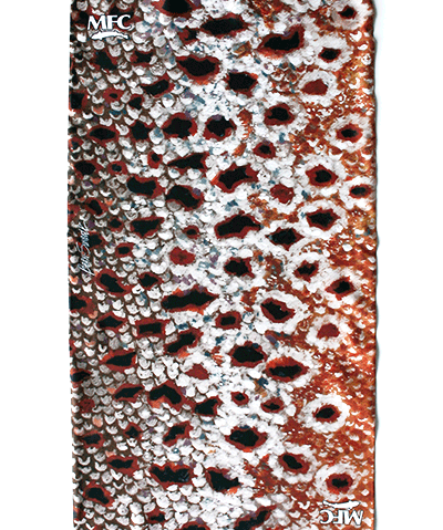 MFC Fish Gaiter