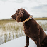 Fishpond Salty Dog Collar